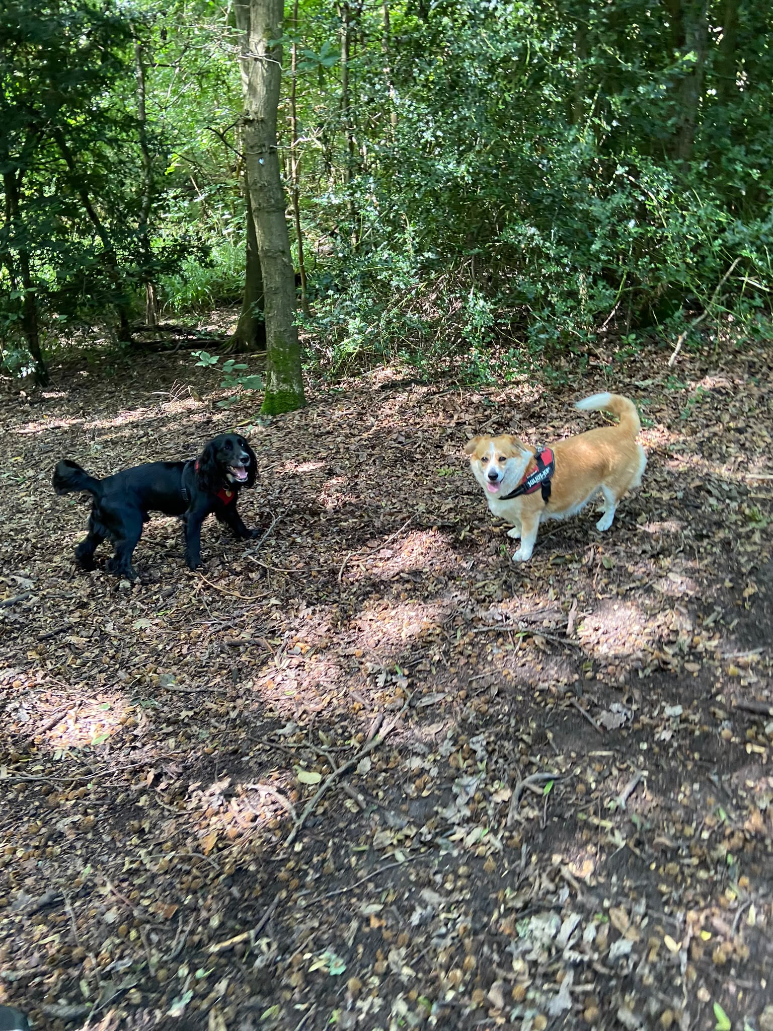 Dog on a walk with Carry On Dog Walking