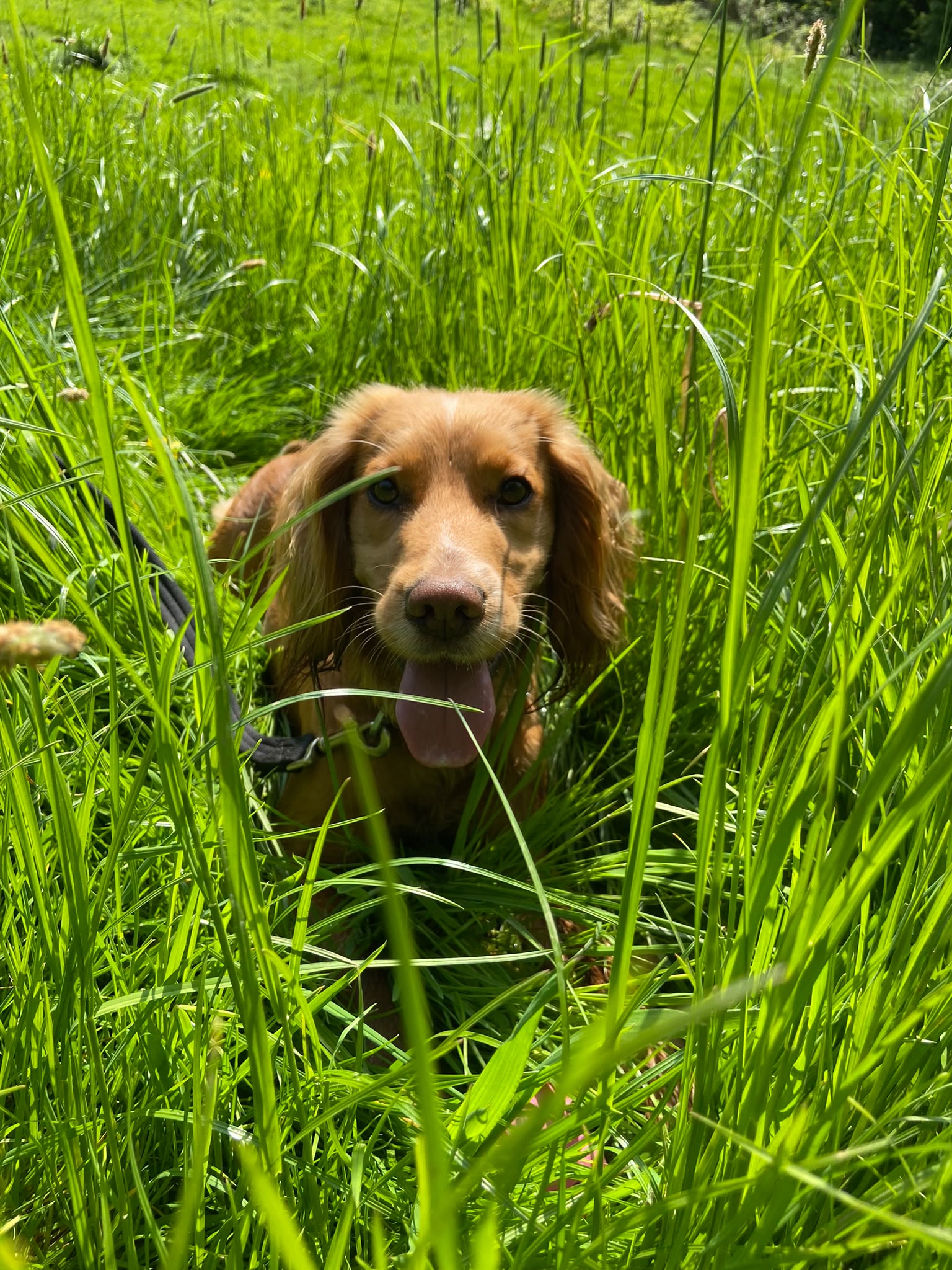 Dog on a walk with Carry On Dog Walking