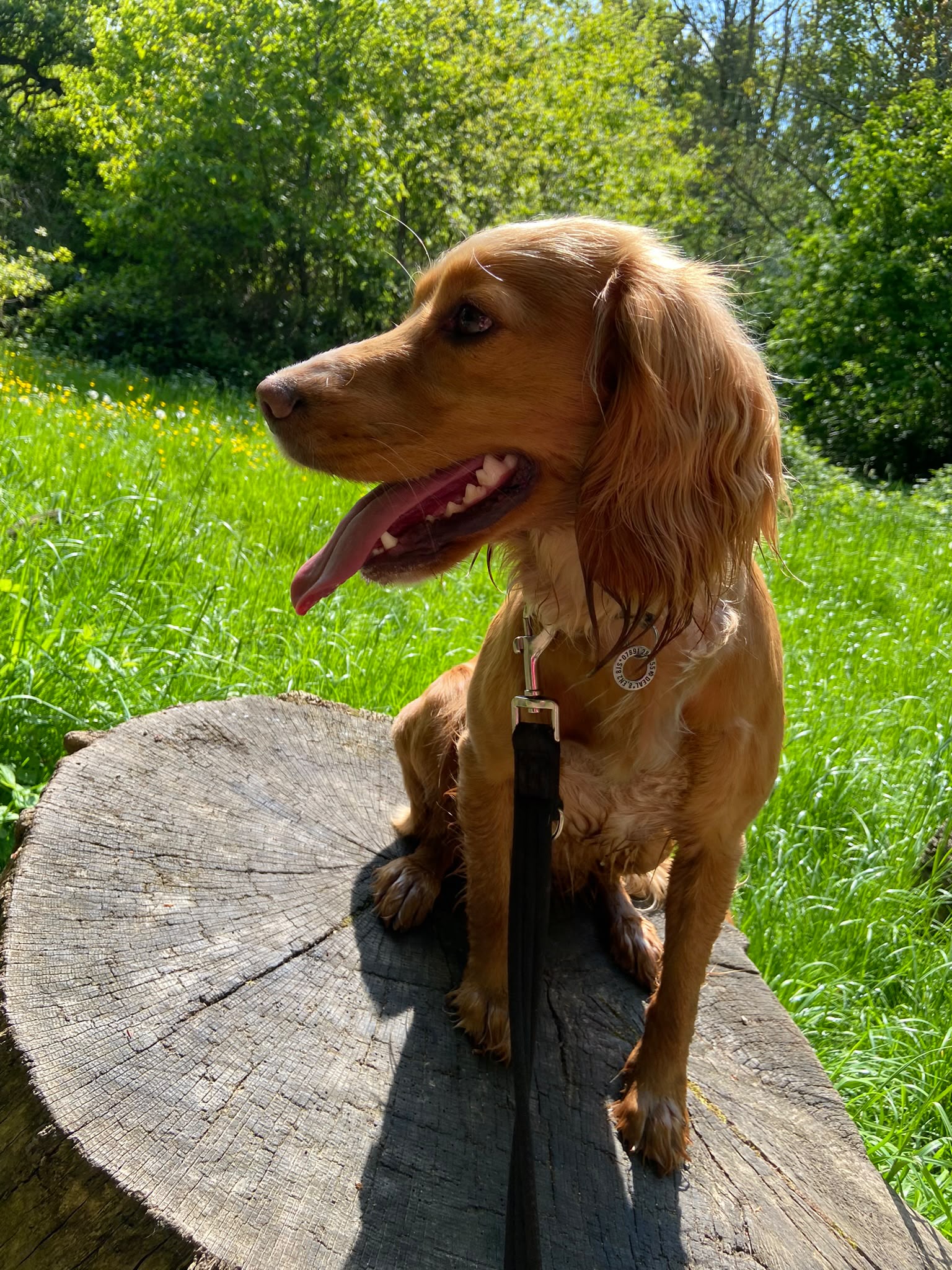 Dog on a walk with Carry On Dog Walking