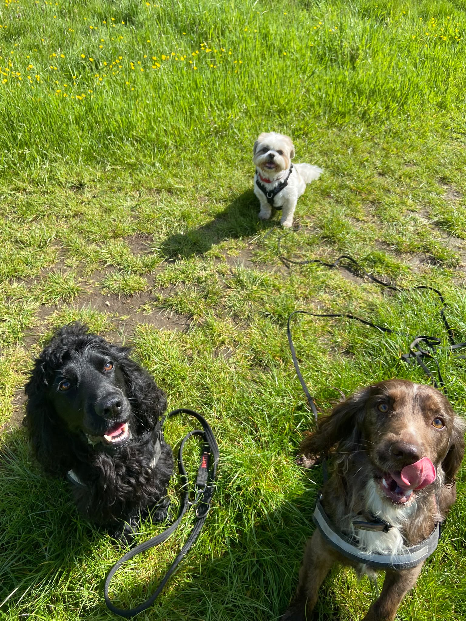 Dog on a walk with Carry On Dog Walking