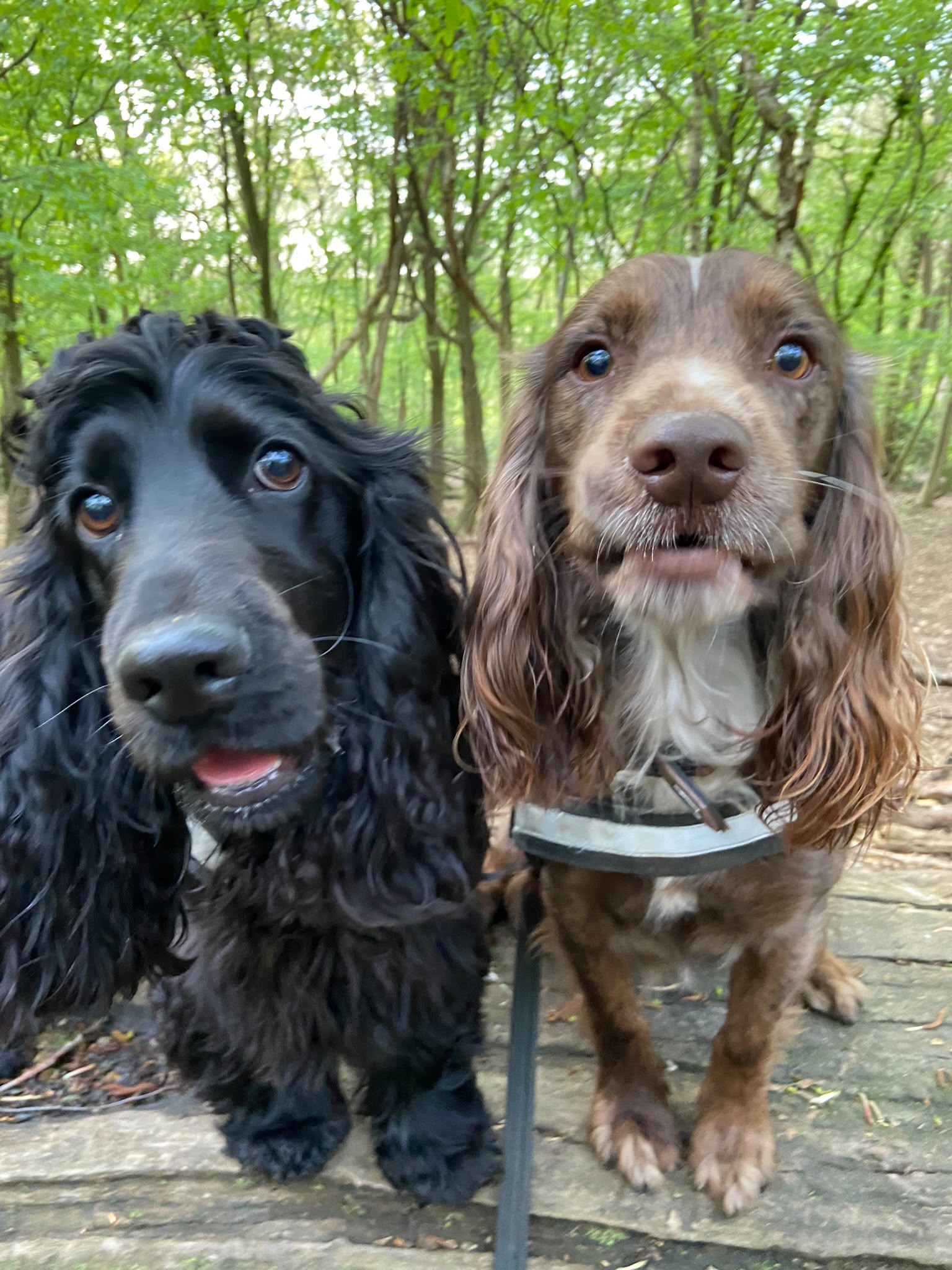 Dog on a walk with Carry On Dog Walking