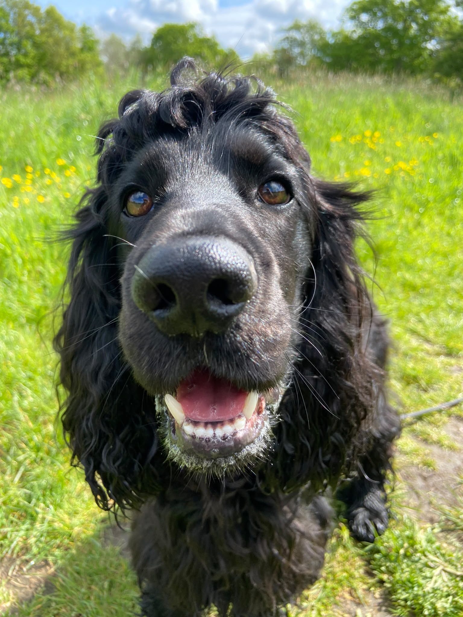 Dog on a walk with Carry On Dog Walking