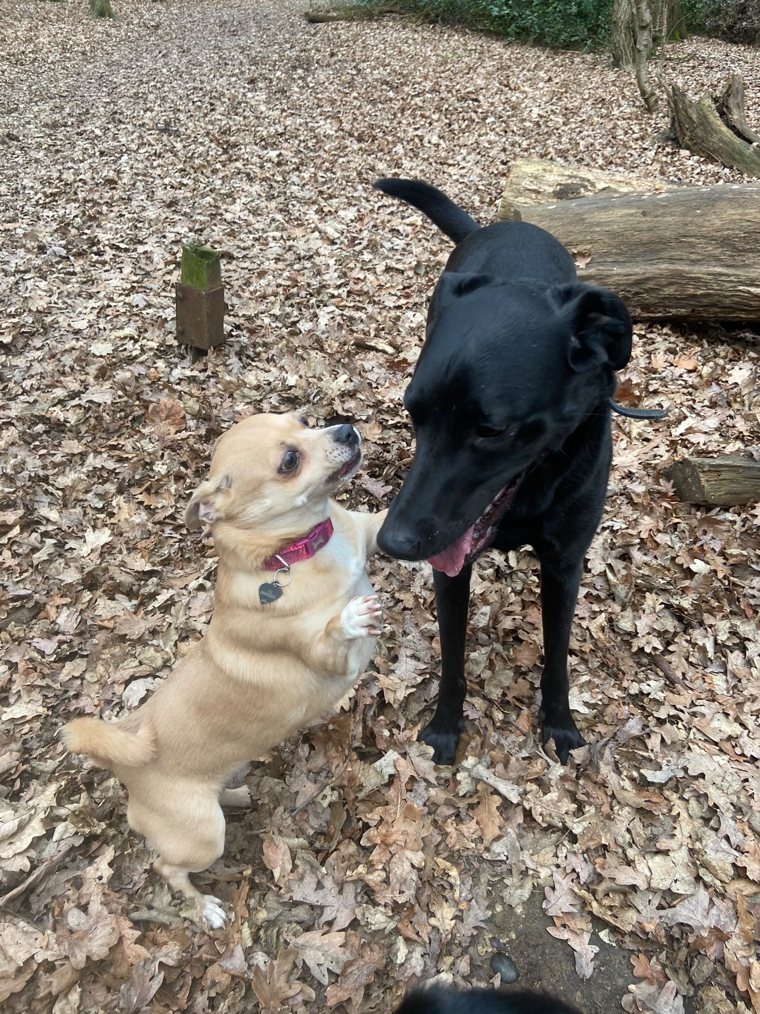 Dog on a walk with Carry On Dog Walking