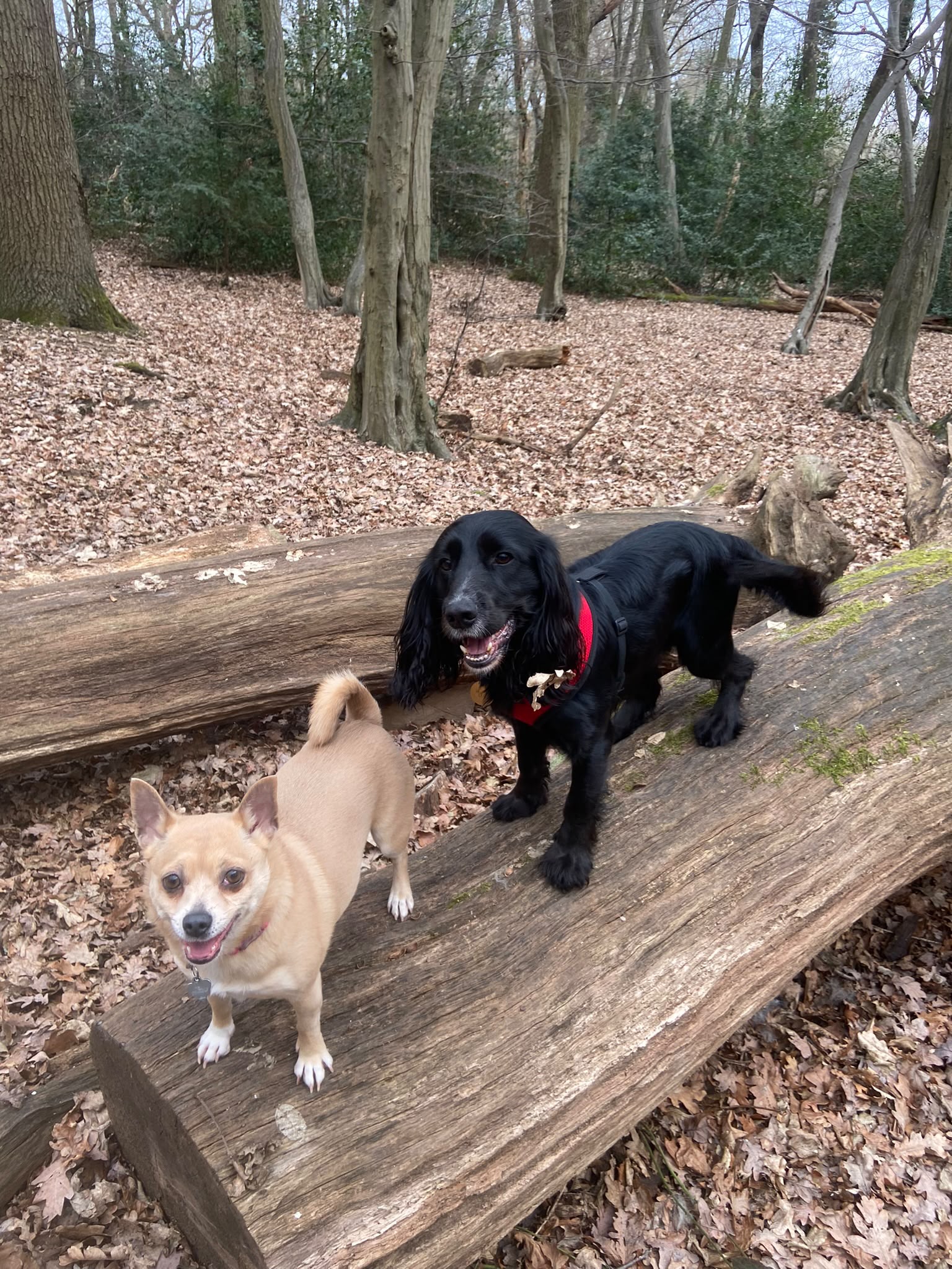 Dog on a walk with Carry On Dog Walking