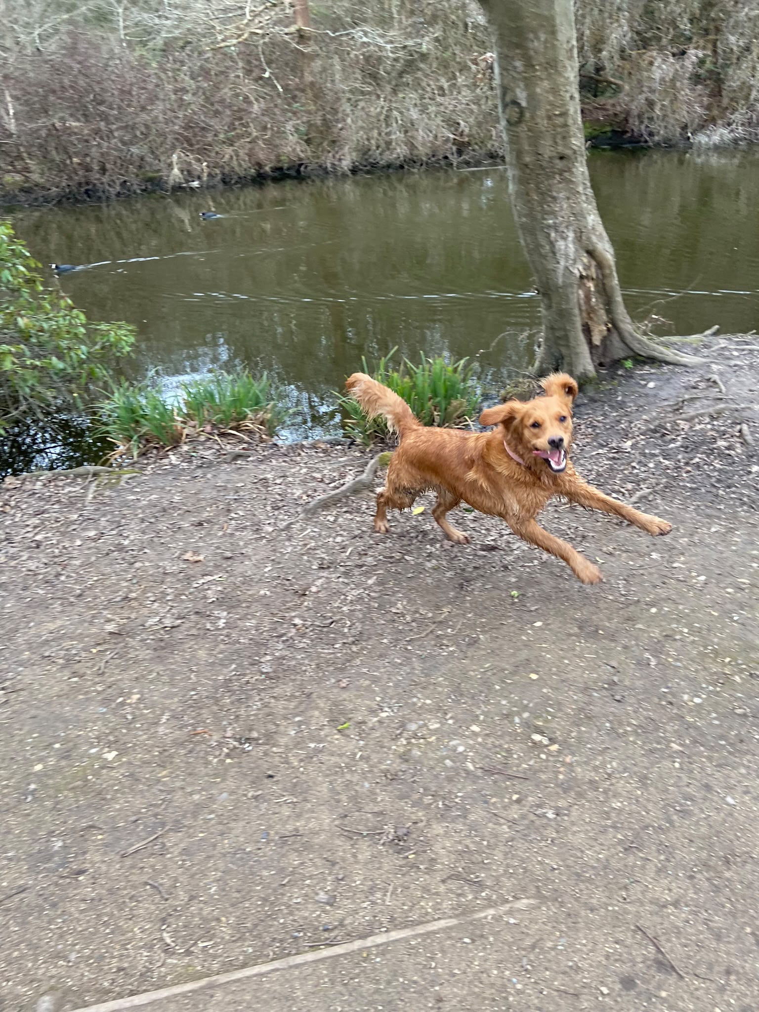 Dog on a walk with Carry On Dog Walking