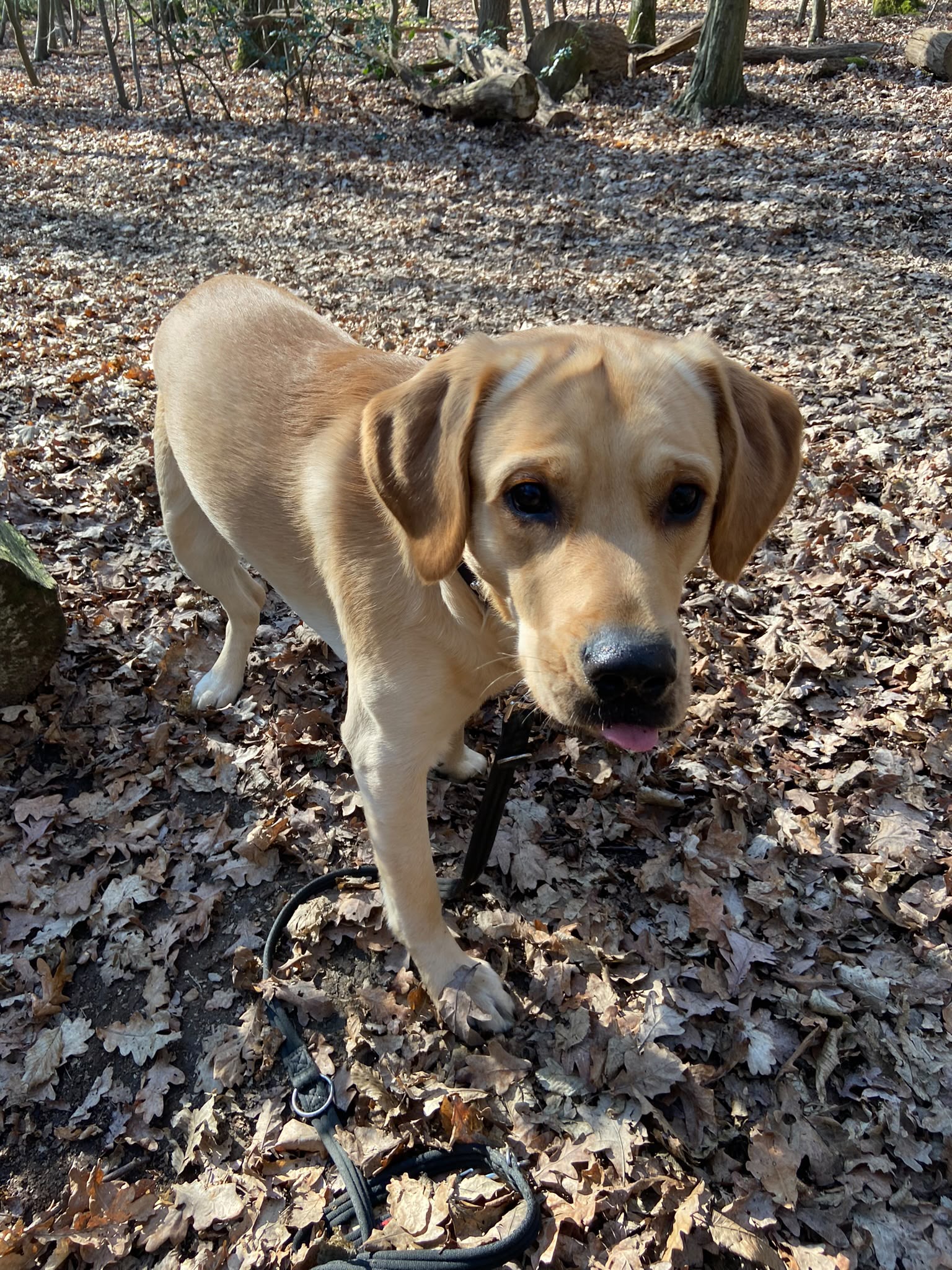 Dog on a walk with Carry On Dog Walking
