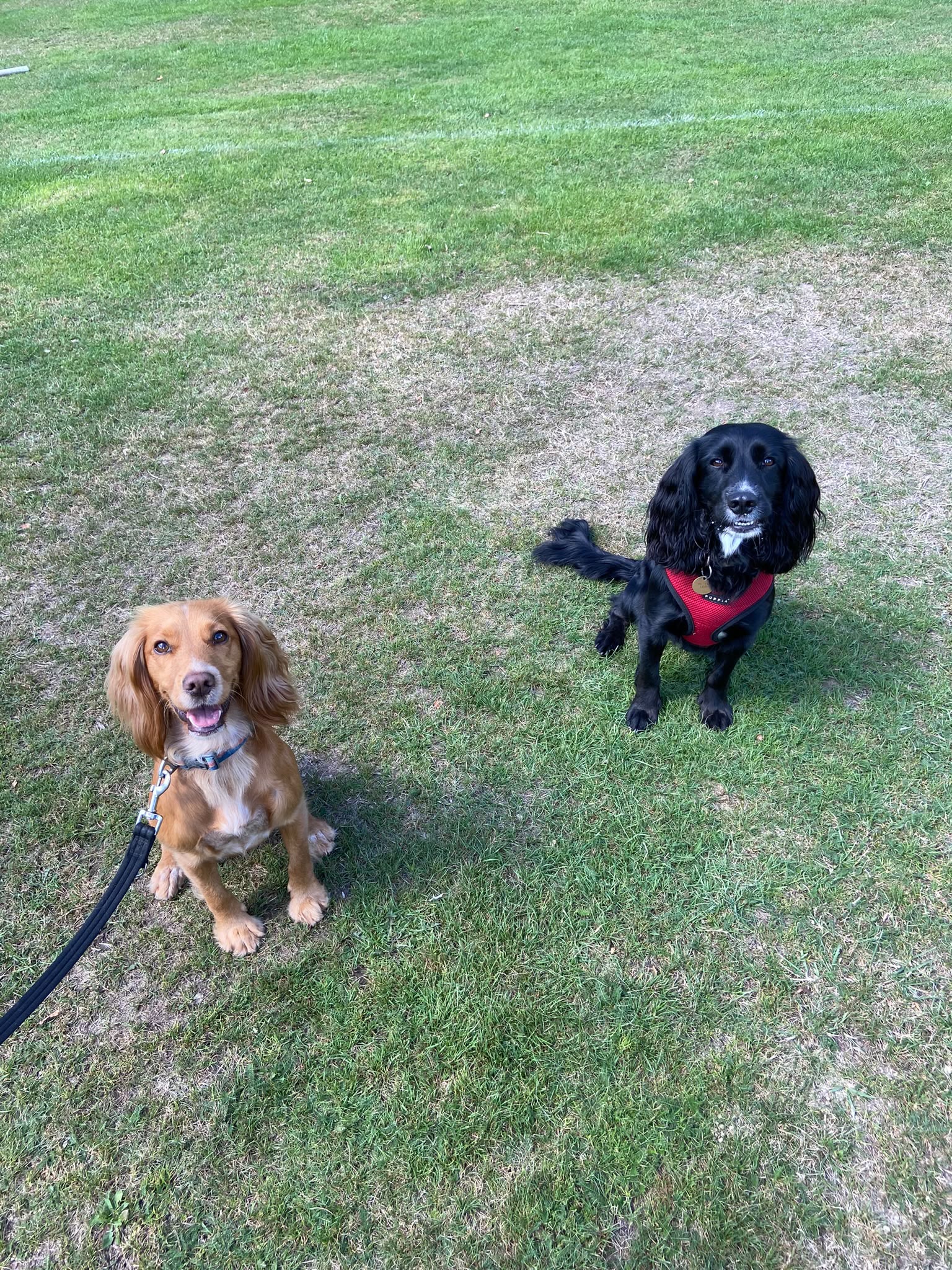 Dog on a walk with Carry On Dog Walking