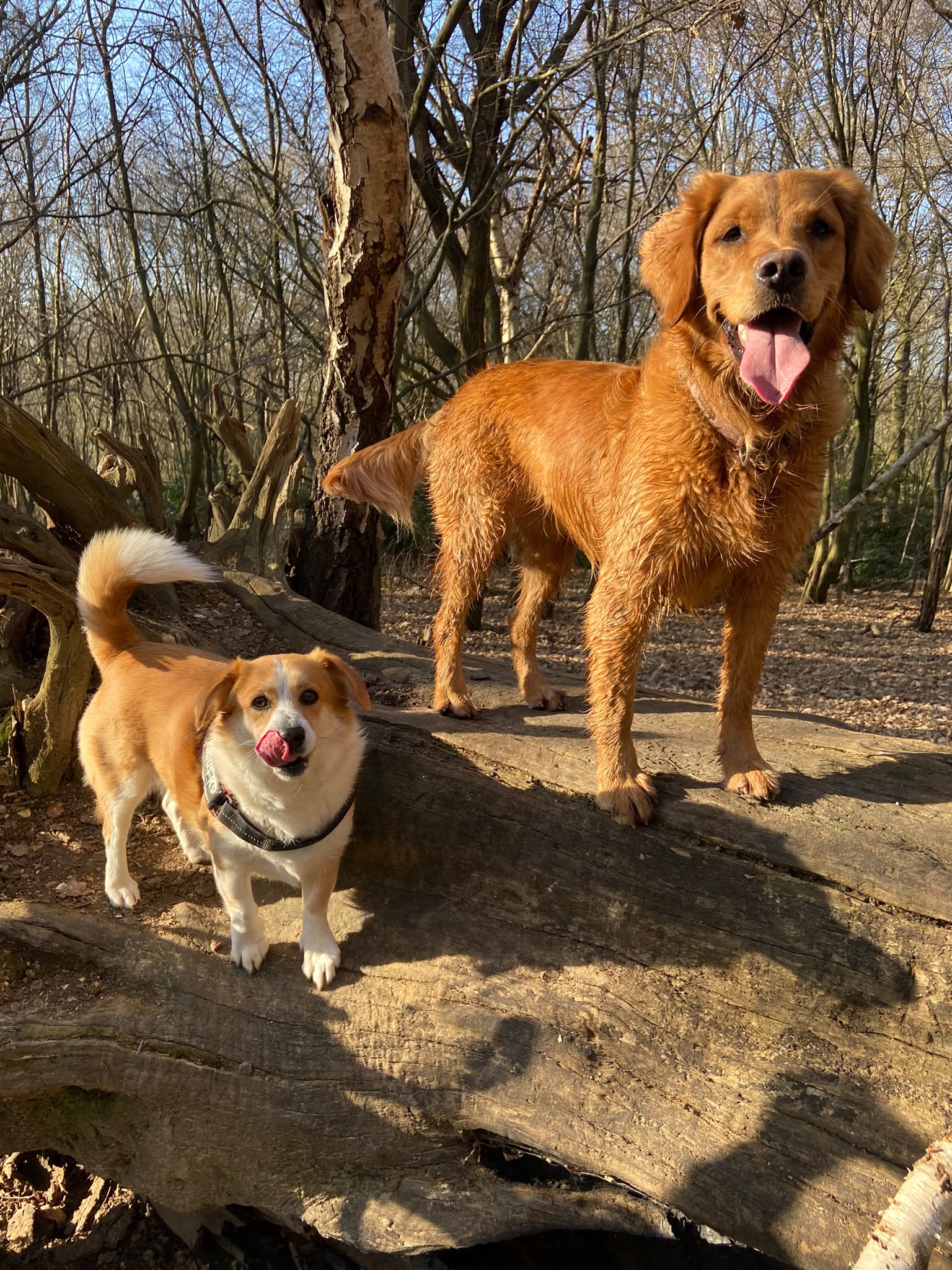 Dog on a walk with Carry On Dog Walking