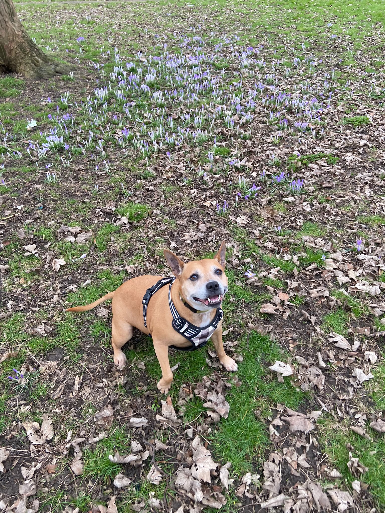 Dog on a walk with Carry On Dog Walking
