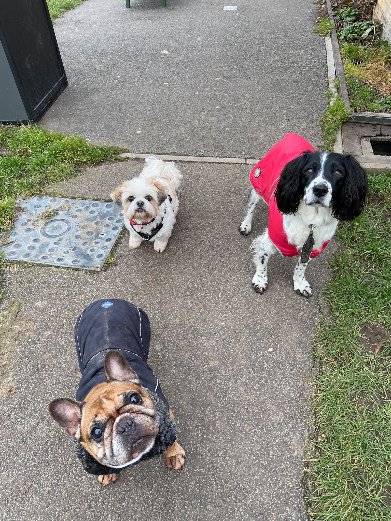 Dog on a walk with Carry On Dog Walking