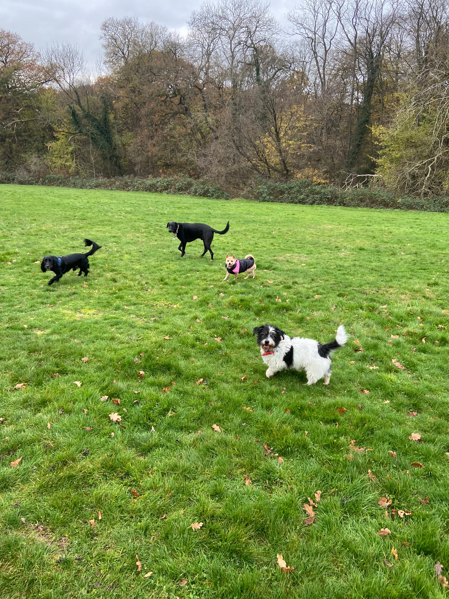 Dog on a walk with Carry On Dog Walking