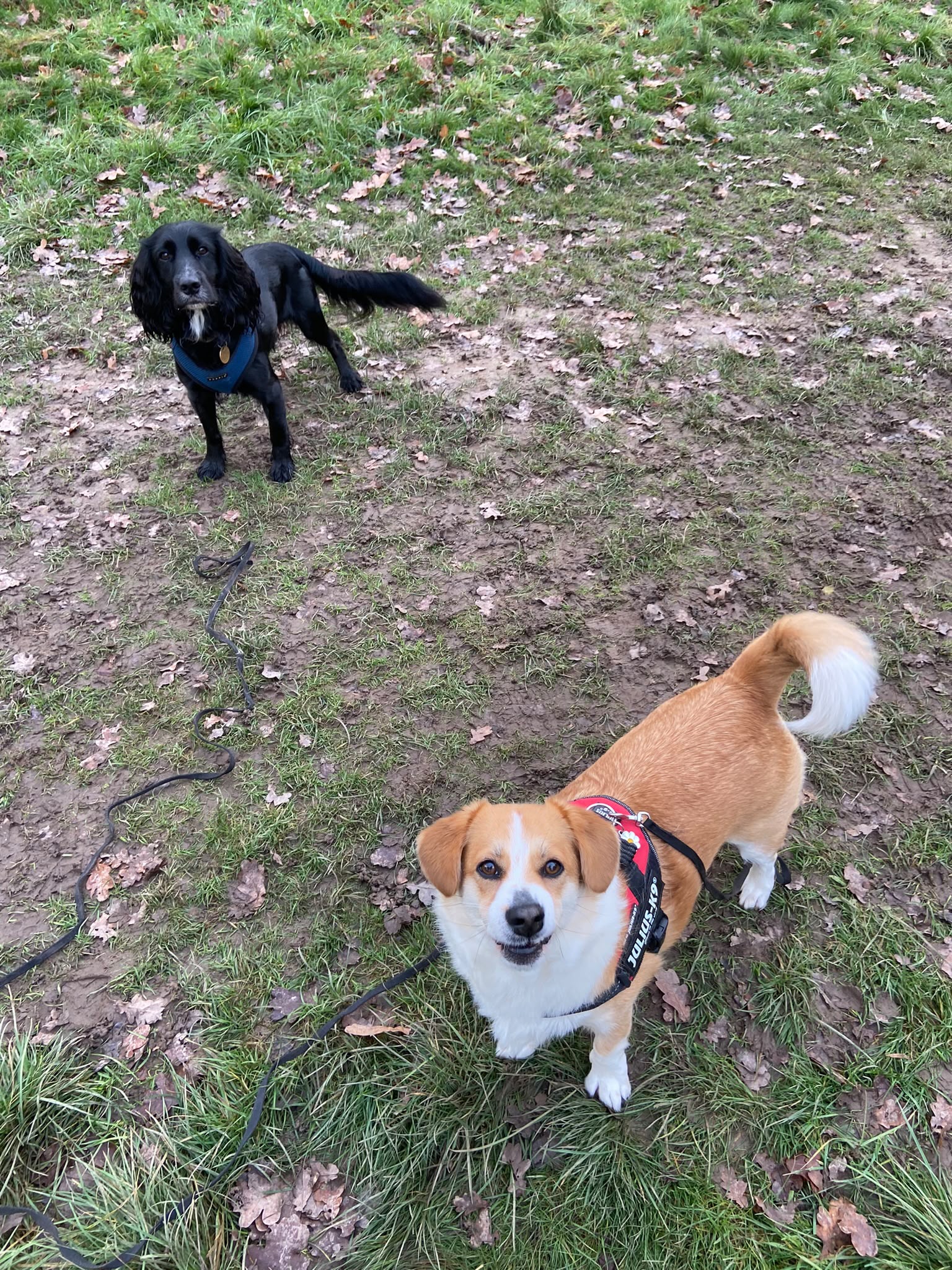 Dog on a walk with Carry On Dog Walking