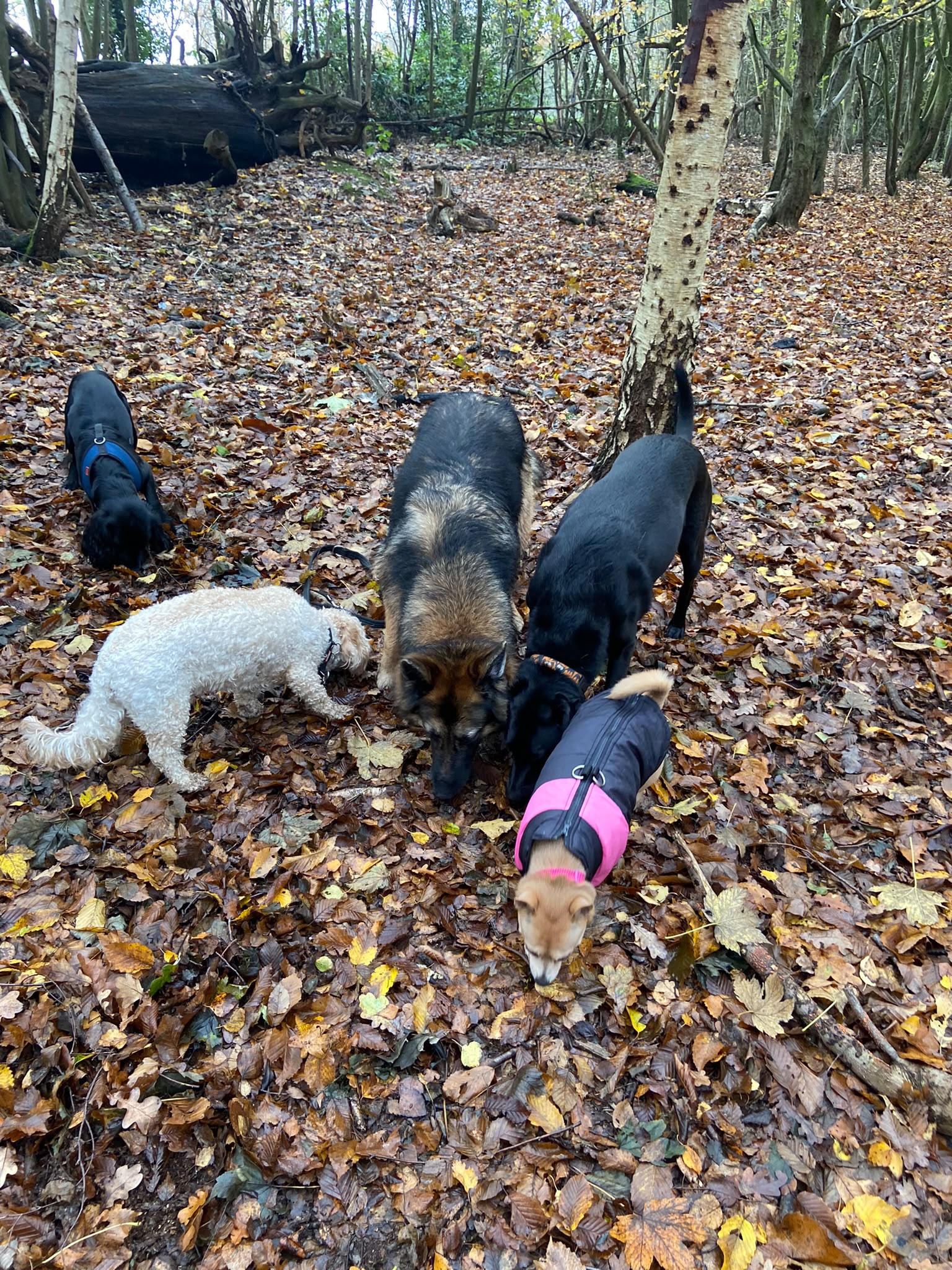 Dog on a walk with Carry On Dog Walking