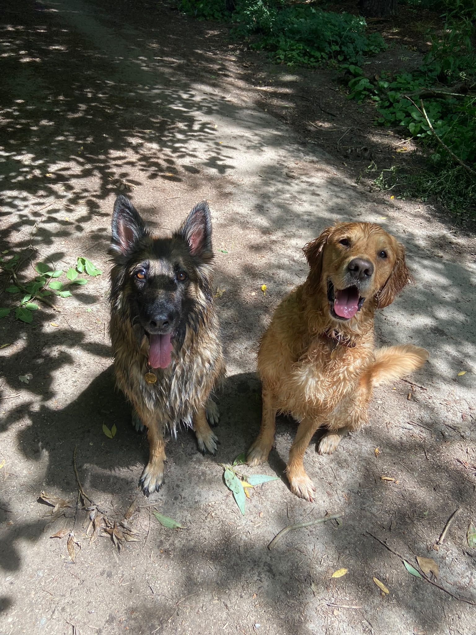 Dog on a walk with Carry On Dog Walking