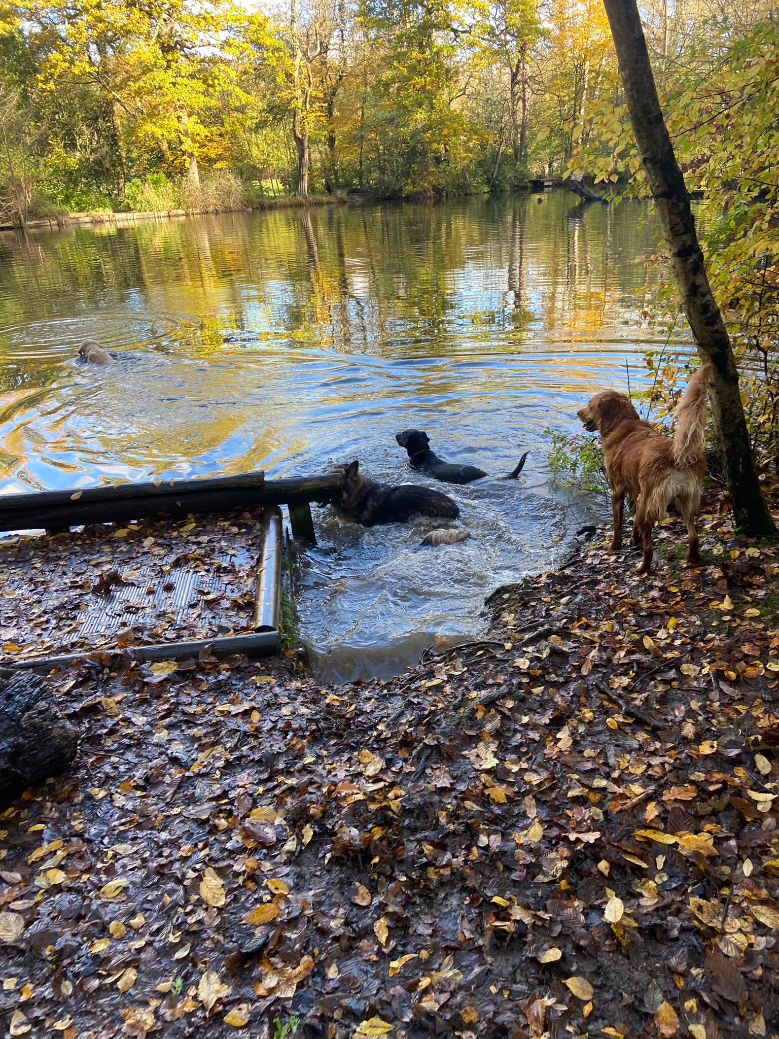 Dog on a walk with Carry On Dog Walking