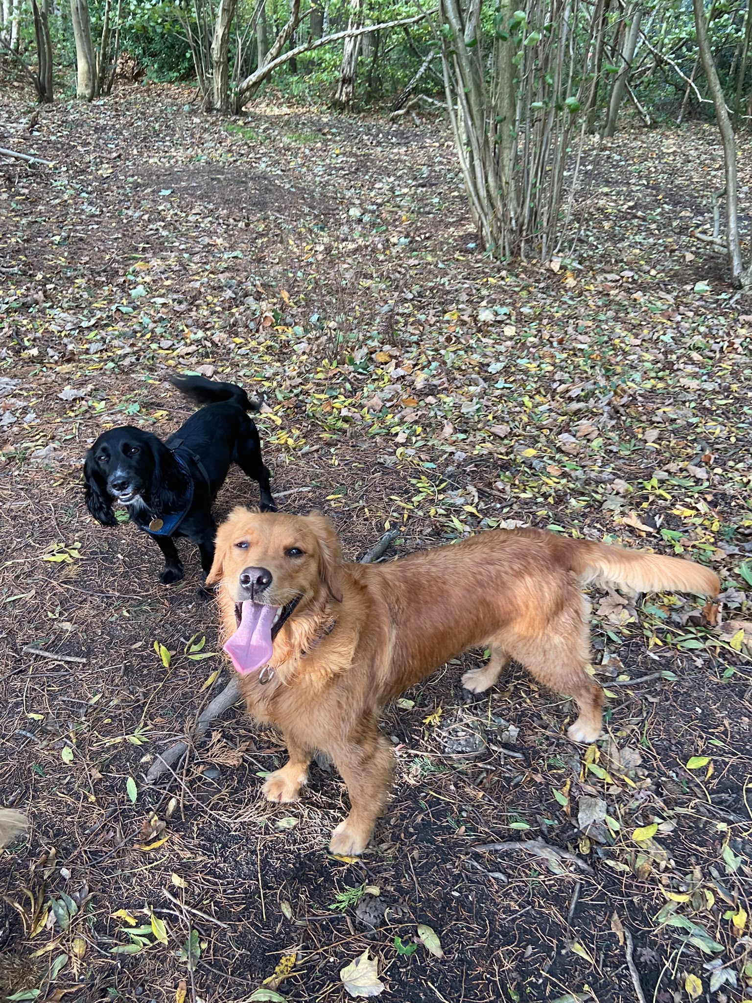 Dog on a walk with Carry On Dog Walking