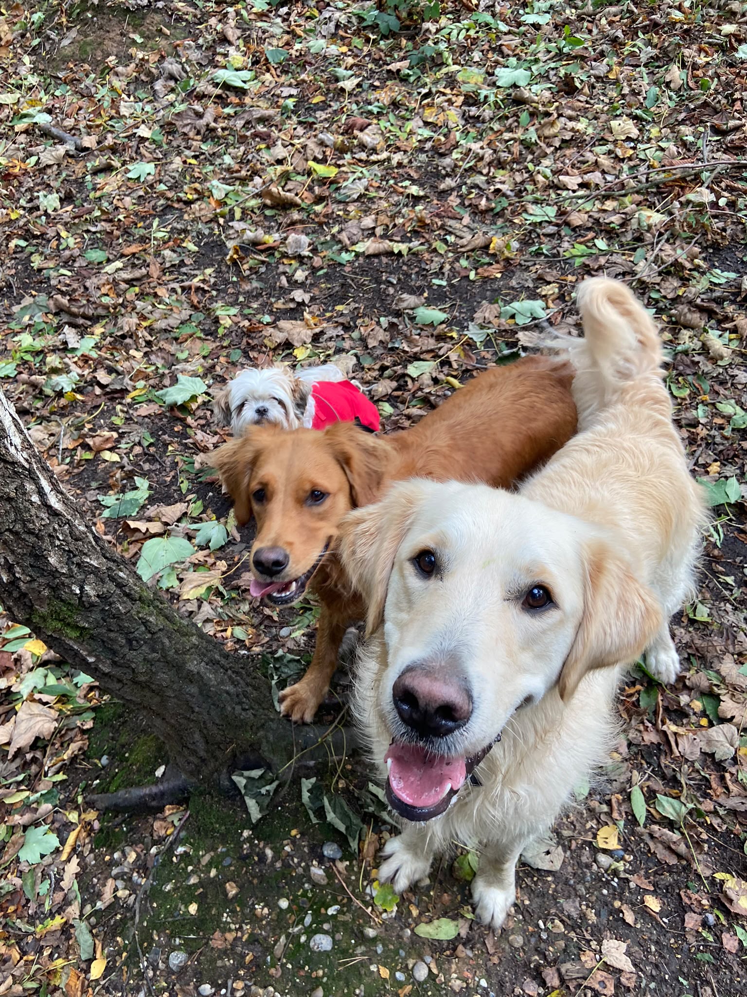 Dog on a walk with Carry On Dog Walking