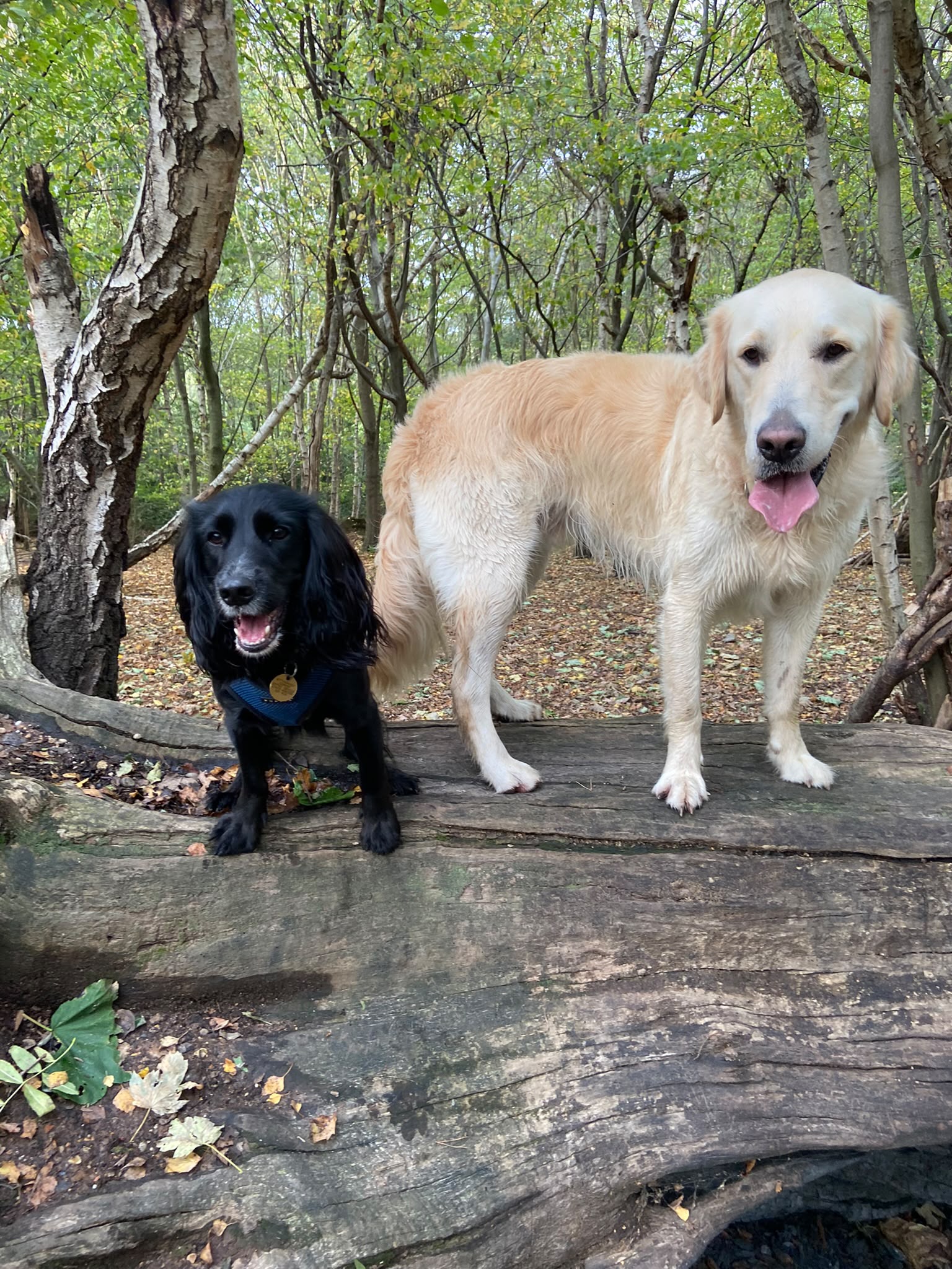 Dog on a walk with Carry On Dog Walking