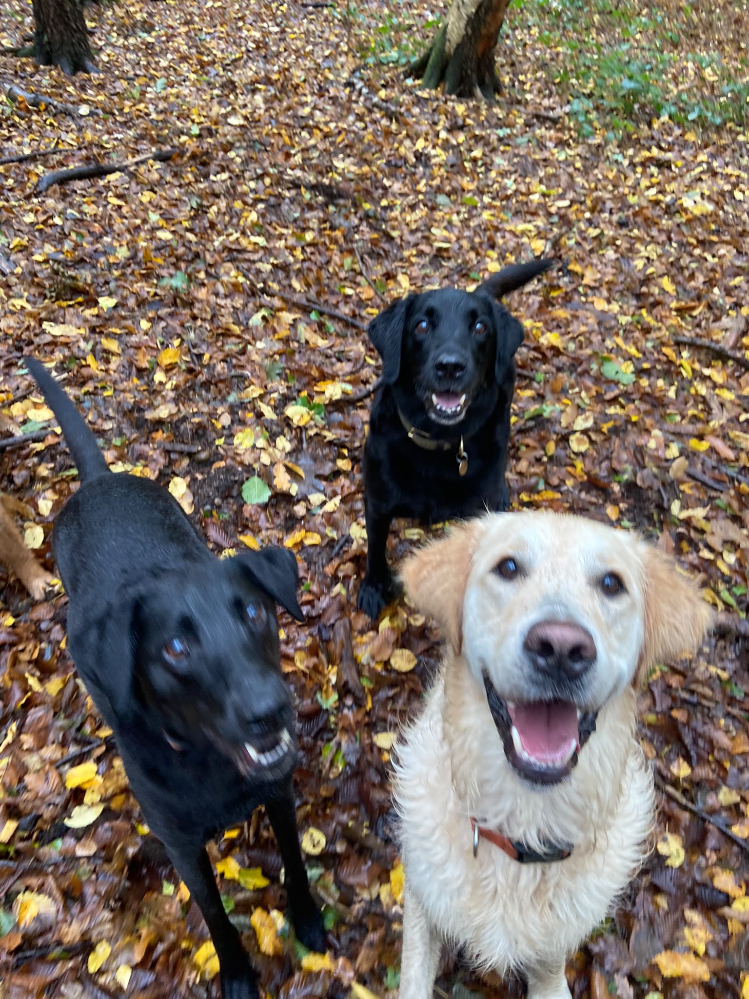 Dog on a walk with Carry On Dog Walking