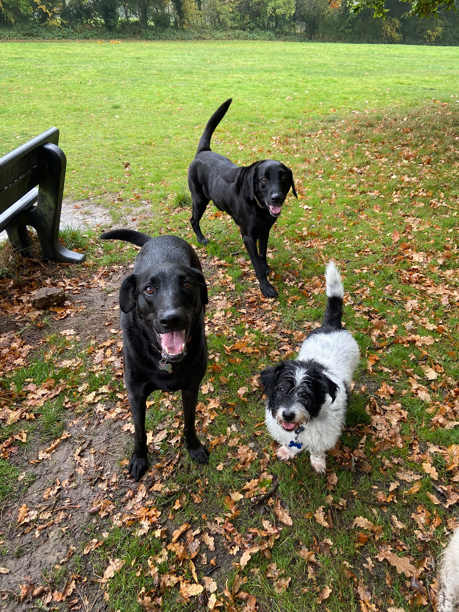 Dog on a walk with Carry On Dog Walking