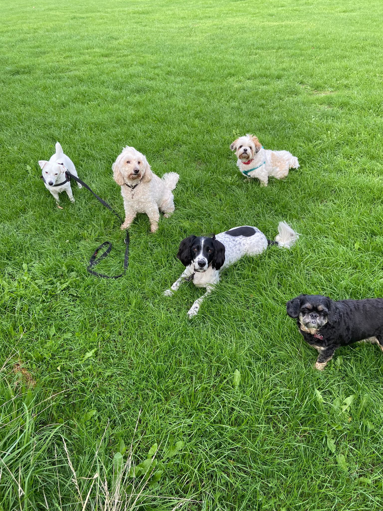 Dog on a walk with Carry On Dog Walking