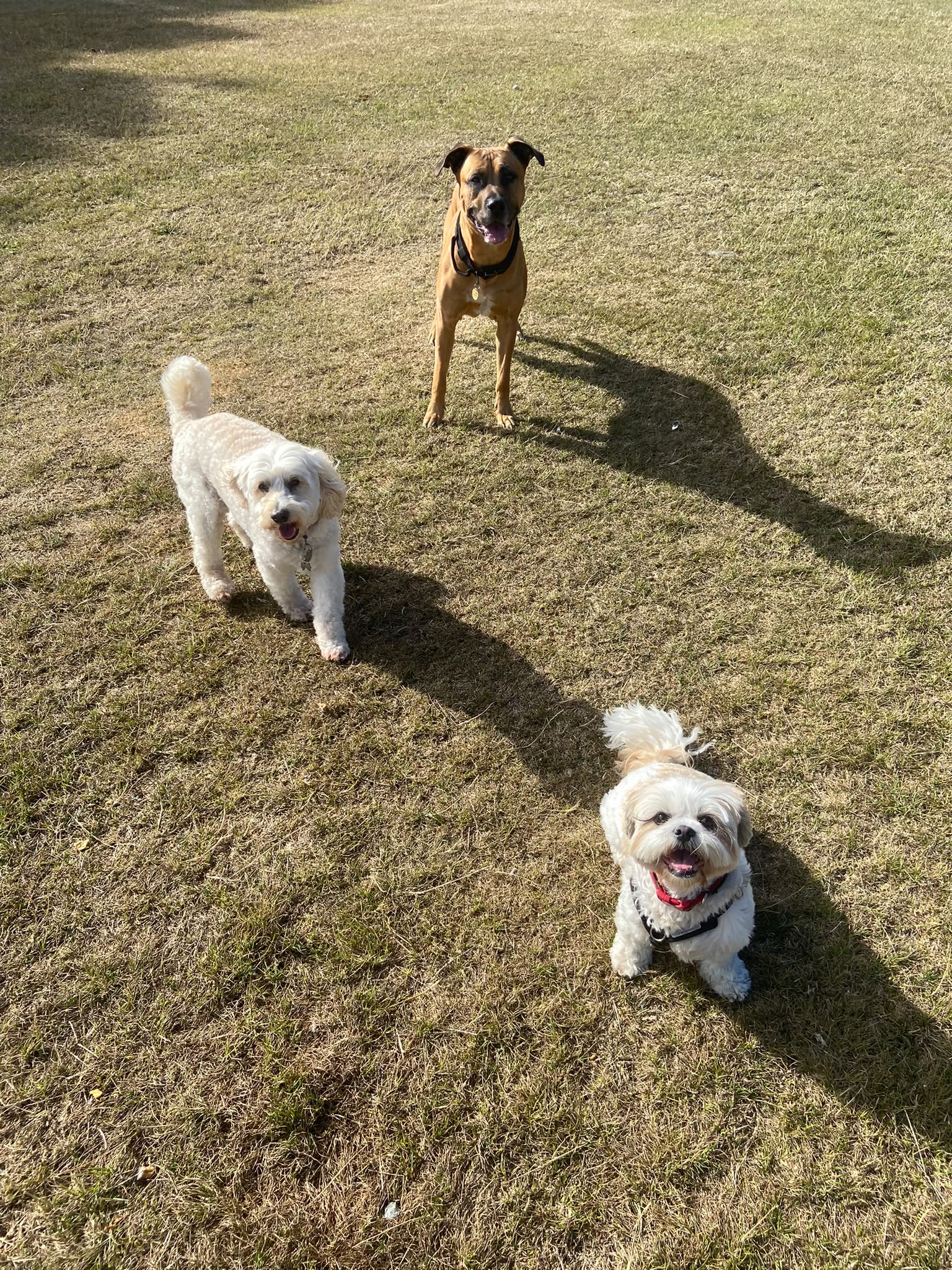 Dog on a walk with Carry On Dog Walking