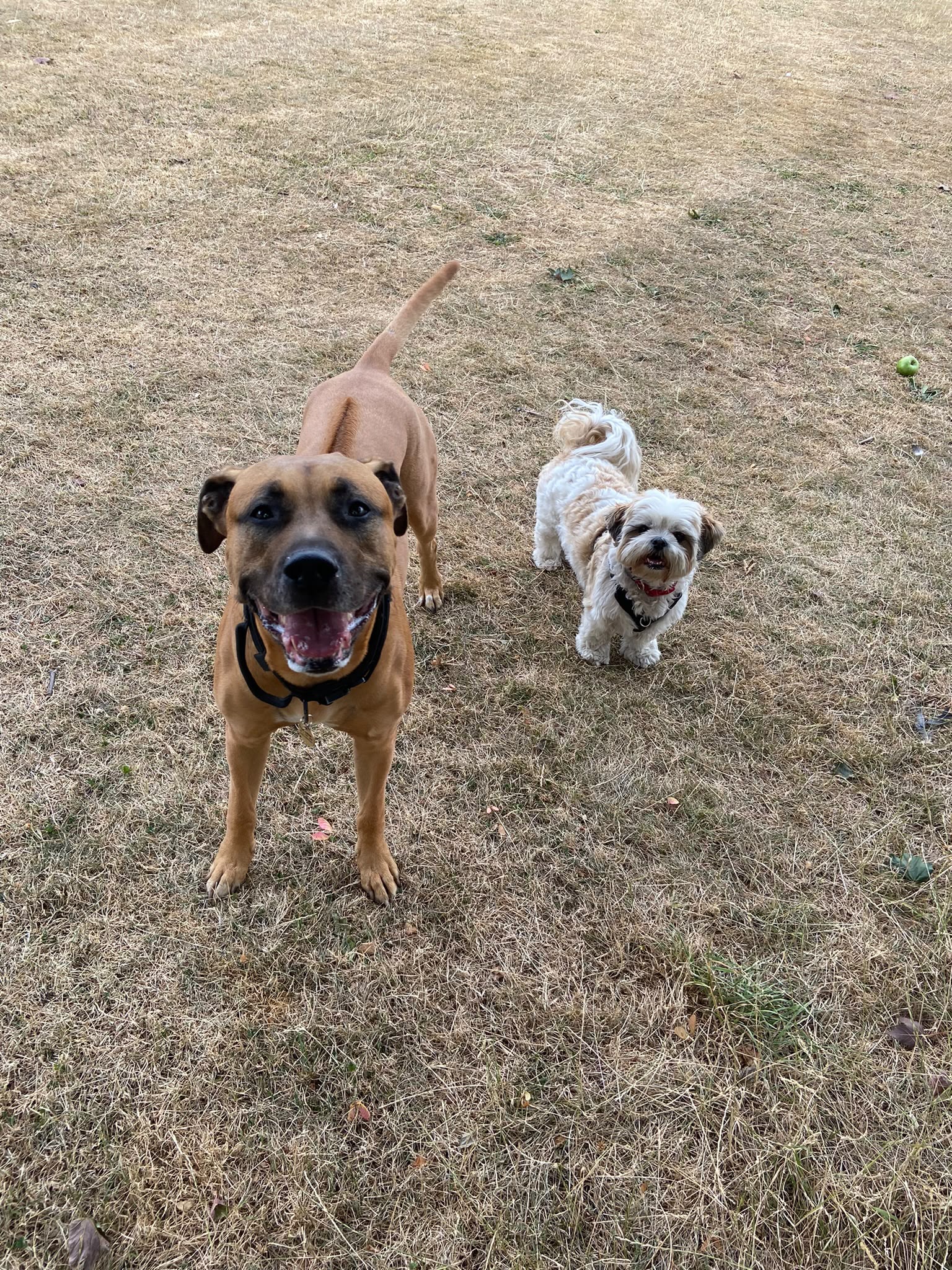 Dog on a walk with Carry On Dog Walking