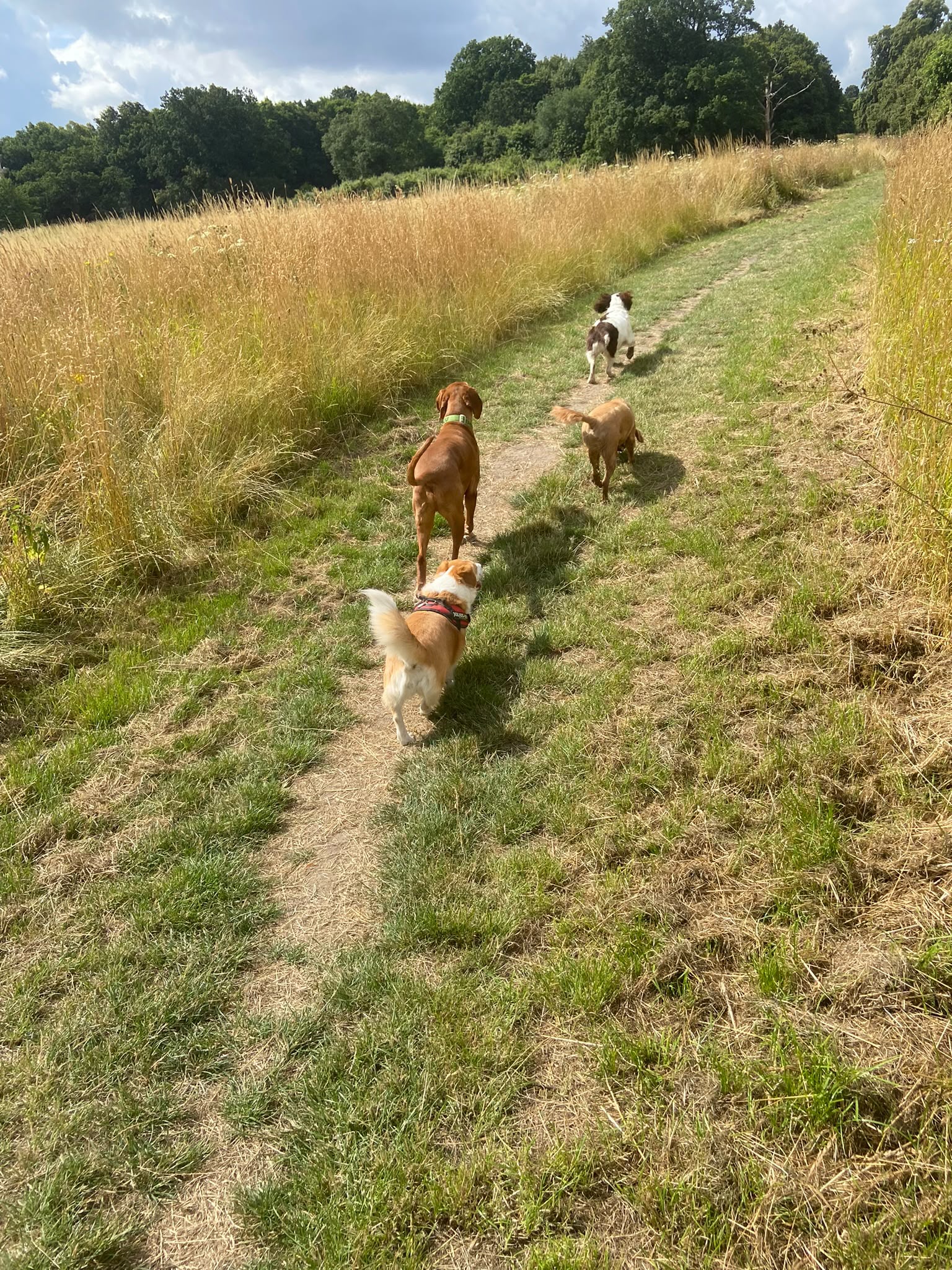 Dog on a walk with Carry On Dog Walking