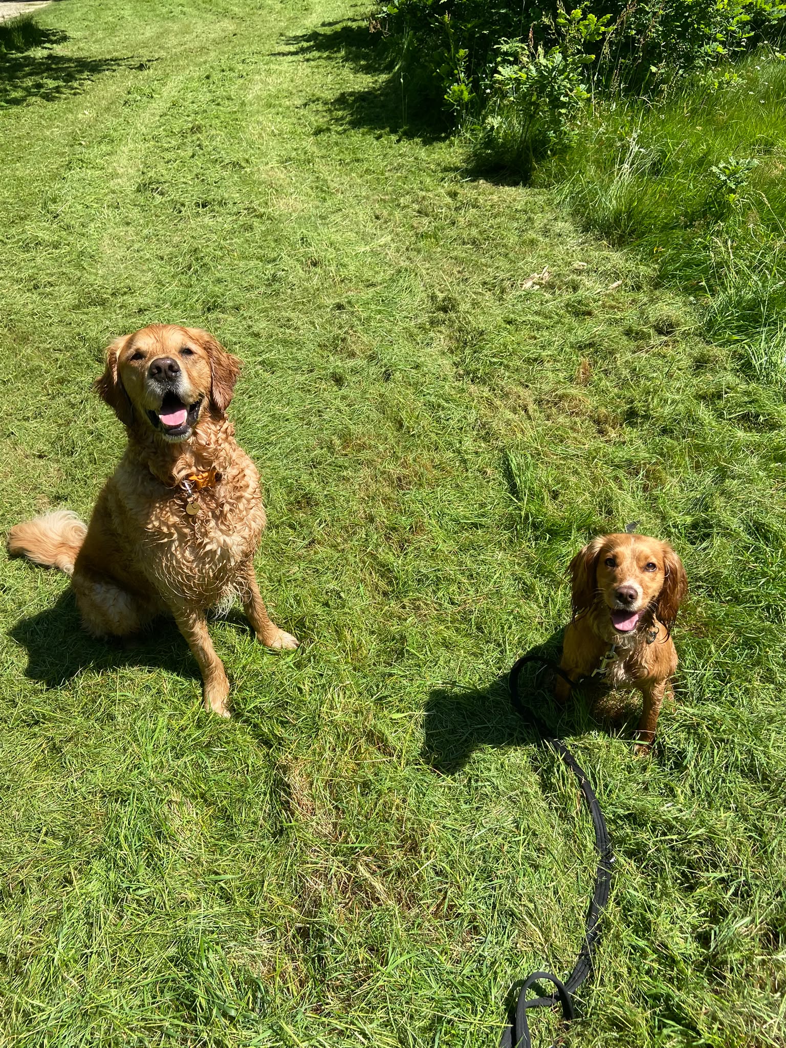 Dog on a walk with Carry On Dog Walking