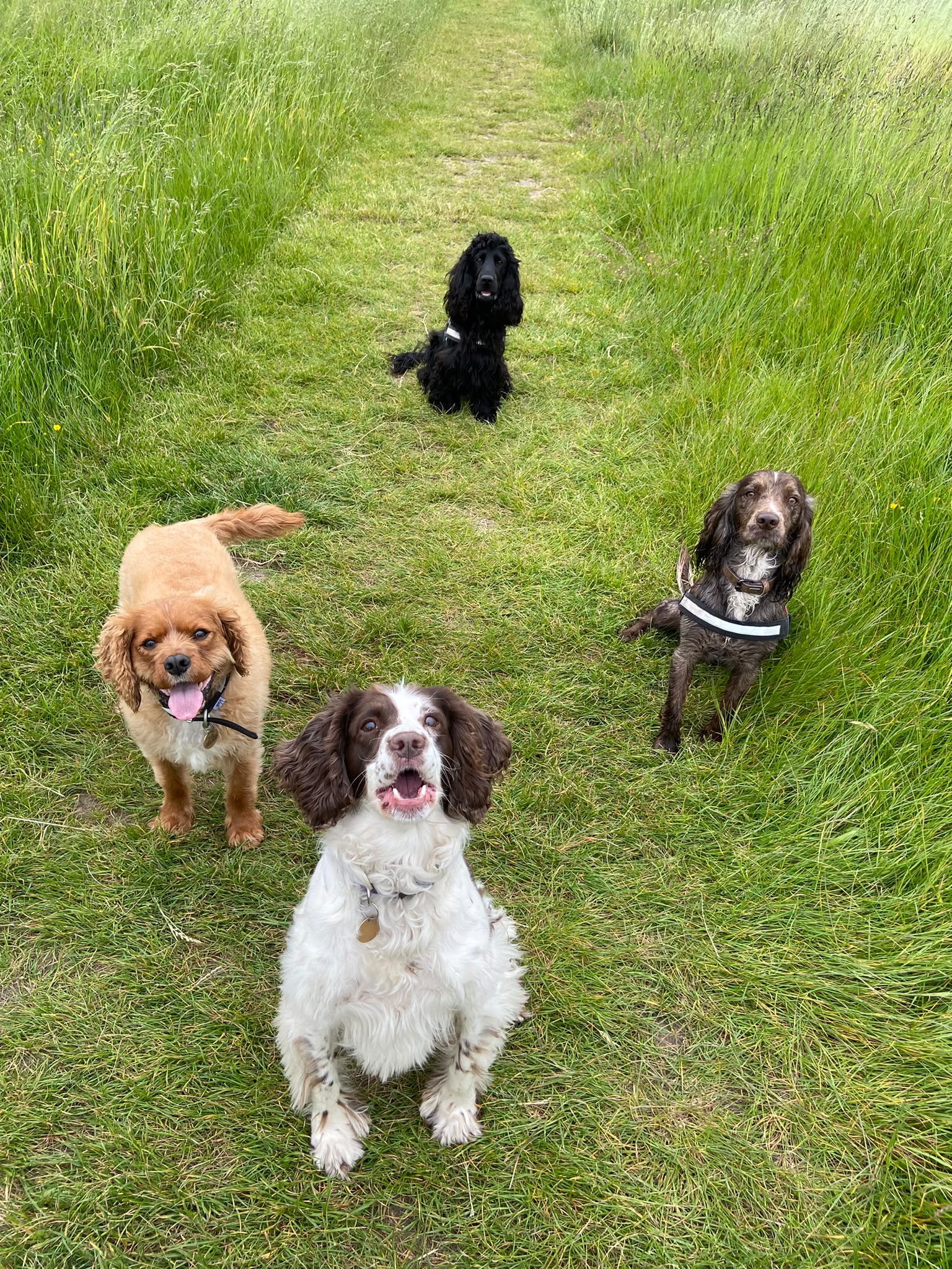 Dog on a walk with Carry On Dog Walking
