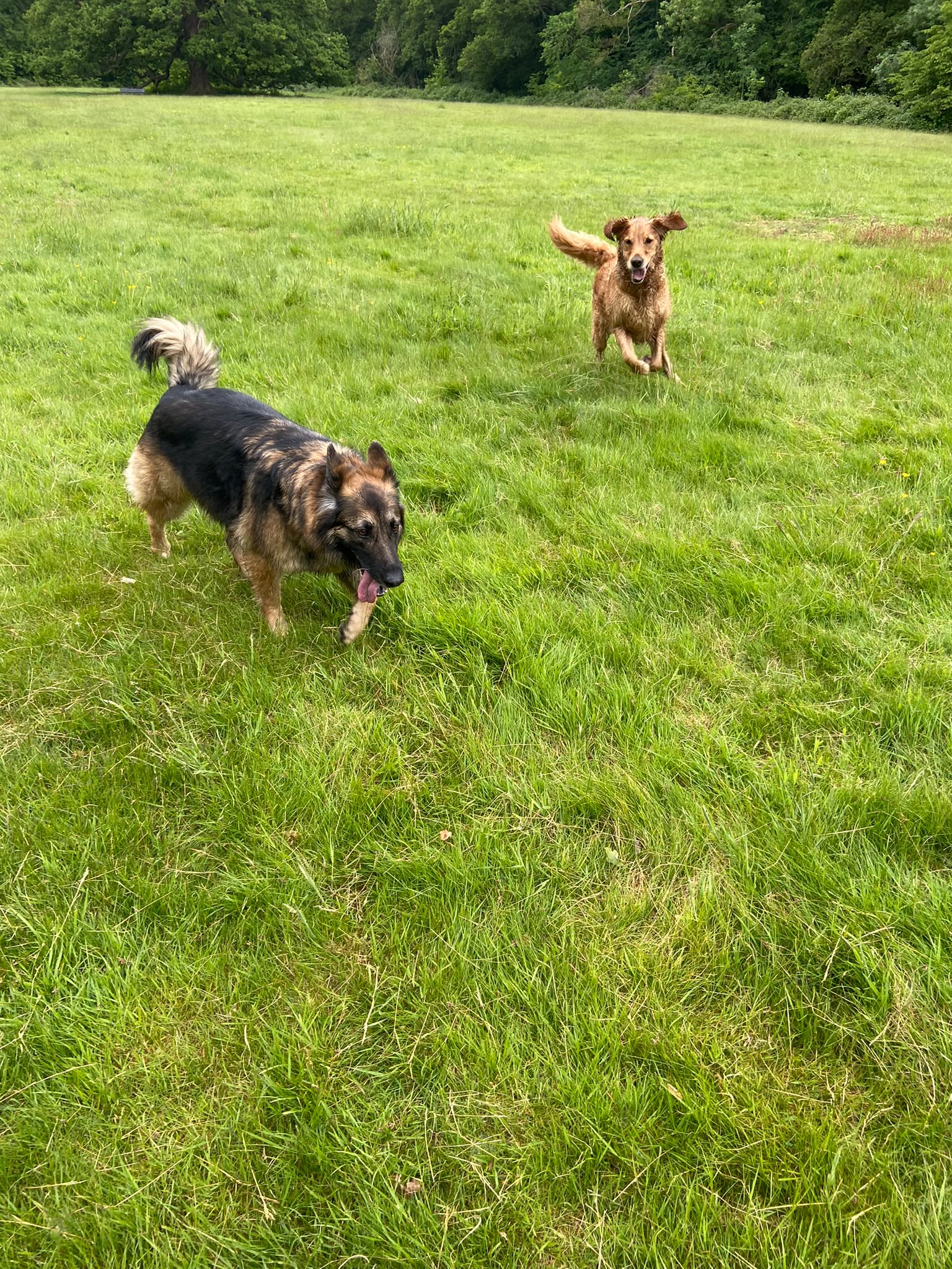 Dog on a walk with Carry On Dog Walking