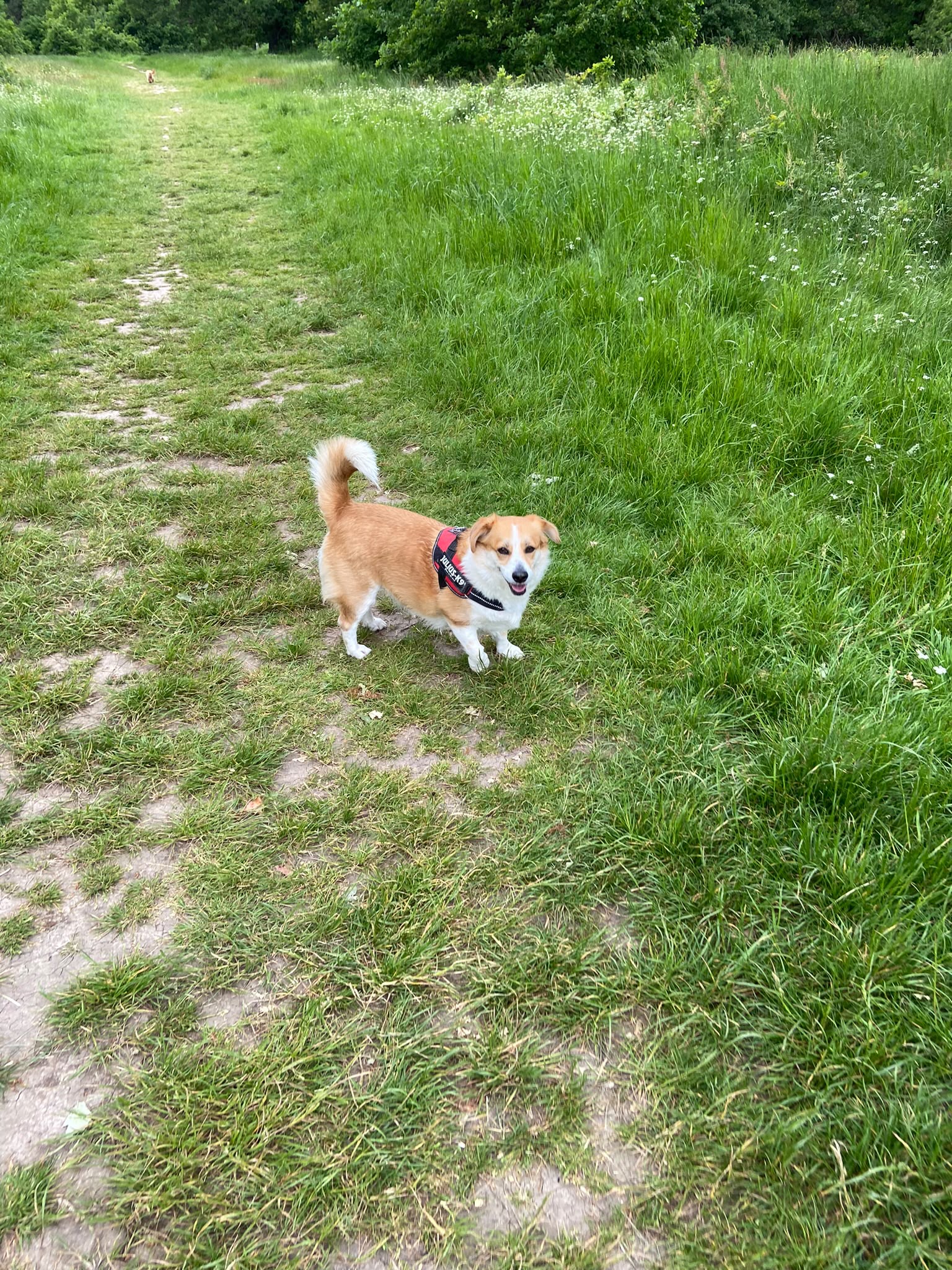 Dog on a walk with Carry On Dog Walking